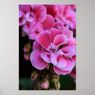 Poster Pink Geranium Blossoms Photography