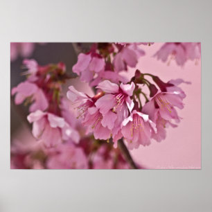 Poster "Pink Haze" en fleurs de cerisiers japonais