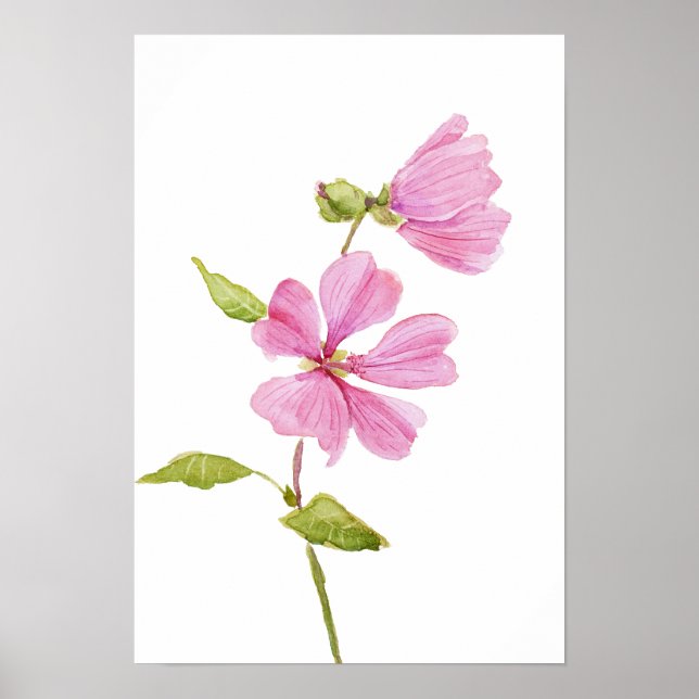 Poster pink hibiscus moscheutos, swamp rose mallow (Devant)