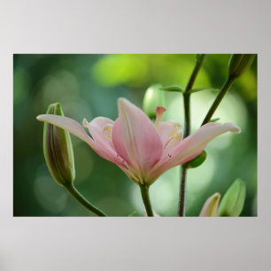 Poster Pink Lily par Shirley Taylor
