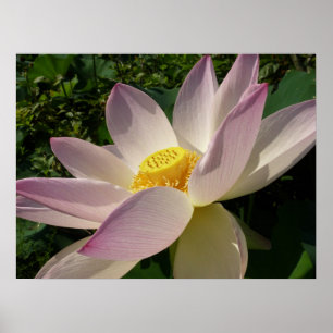 Poster Pink Lotus Flower III Summer Floral