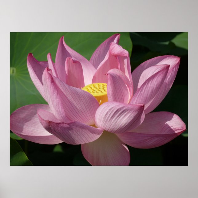 Poster Pink Lotus Flower IV (Devant)