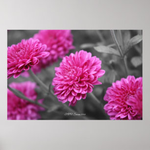 Poster Pink Mums