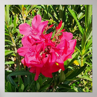 Poster Pink Oleander