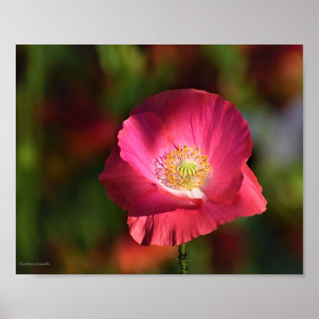 Poster Pink poppy in the Sunshine Photographe (Devant)