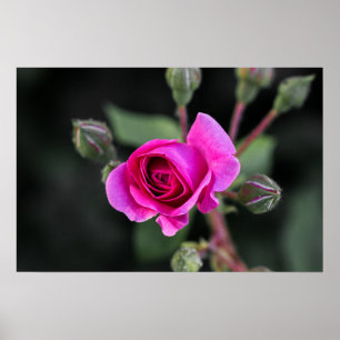 Poster Pink Rose And Buds Photography