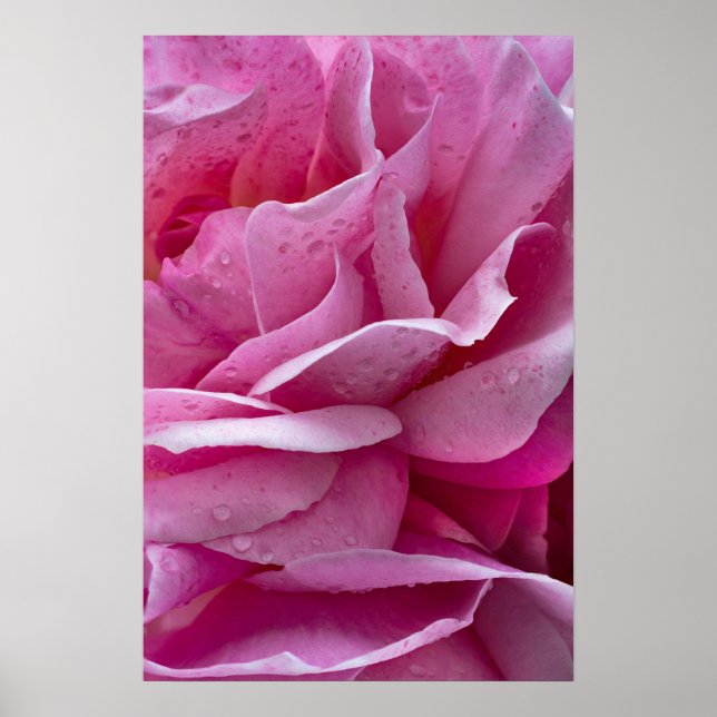 Poster Pink Rose Petals And Dew Drops (Front)