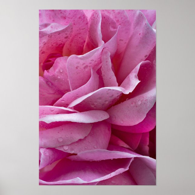 Poster Pink Rose Petals And Dew Drops (Front)