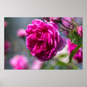 Poster Pink Rose Photography