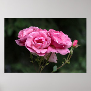 Poster Pink Roses Photography