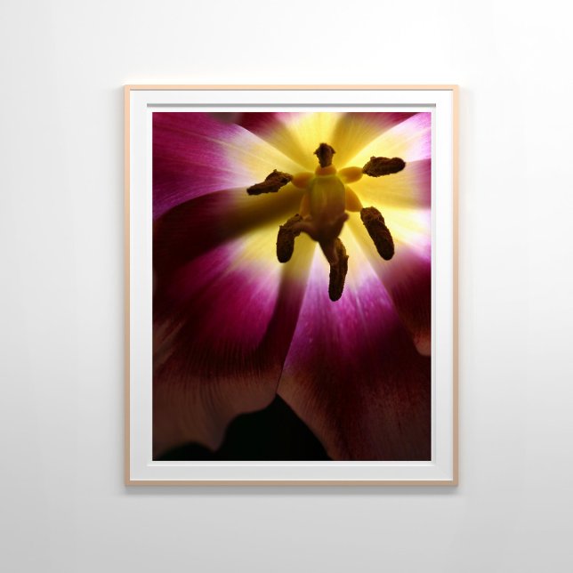 Poster Pink Tulip Encore la vie Photographie (Créateur téléchargé)