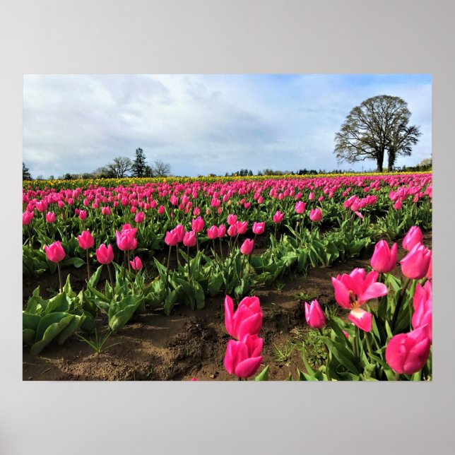 Poster Pink Tulip Field (Devant)