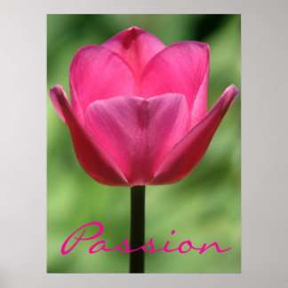 Poster Pink Tulip Passion
