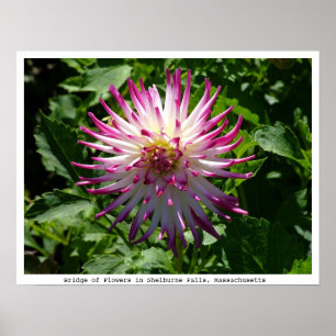 Poster Pink-White Spikey Flower on the Bridge of Flowers