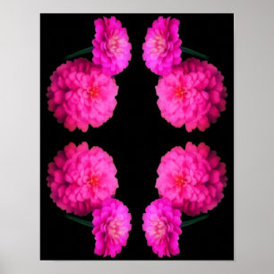Poster Pink Zinnia Flower Pair Art Abstrait