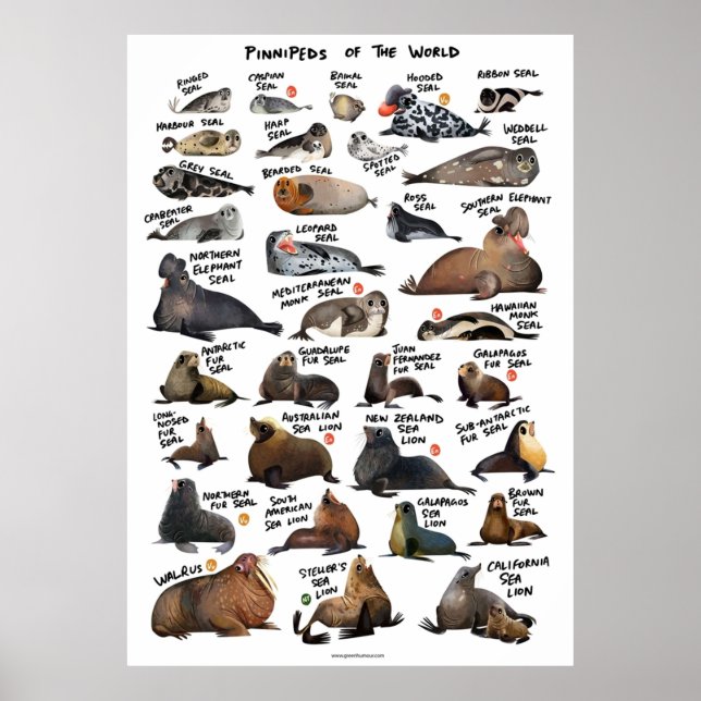 Poster Pinnipèdes du monde (Devant)