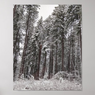 Poster Pins d'hiver grands arbres dans la neige