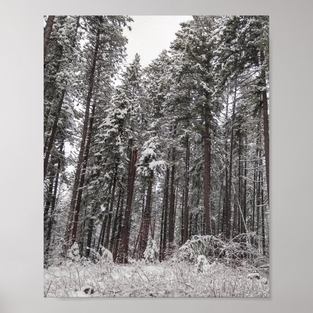 Poster Pins d'hiver grands arbres dans la neige (Devant)