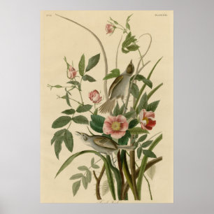 Poster Pinson de côté de mer