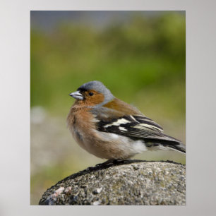 Poster Pinson des arbres mâle (SAUVAGE : Fringilla coeleb