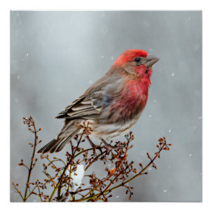 Poster Pinson des Maisons dans la Neige - Photographie Or