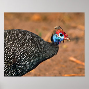 Poster Pintade huppée (Numida meleagris). Afrique,