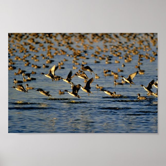 Poster Pintails (Devant)