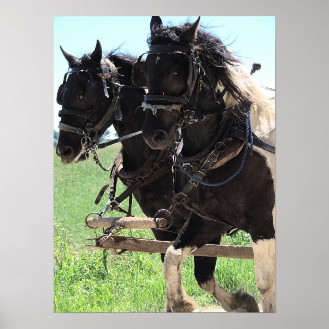 Poster Pinto Drafts au travail (Devant)