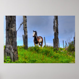Poster Pinto Paint, Fenceline & Clouds Ranch Horse Photo