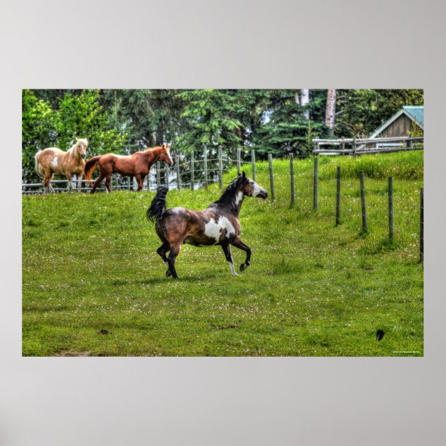 Poster Pinto Paint & Herd Ranch Horse Equine Photo (Devant)