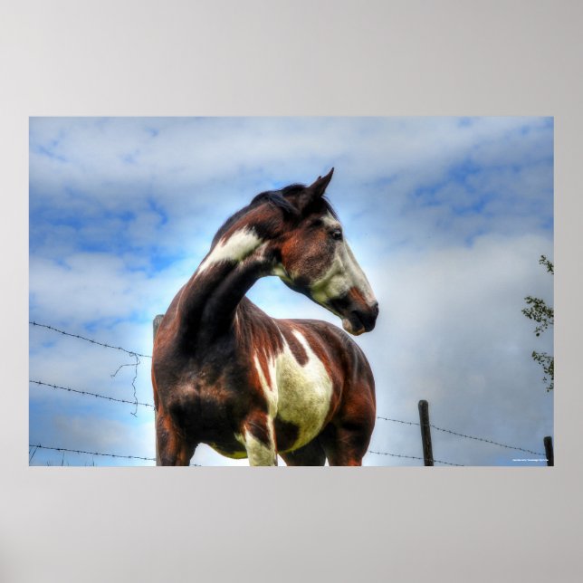 Poster Pinto Paint & Nuages Ranch Horse Equine Photo (Devant)