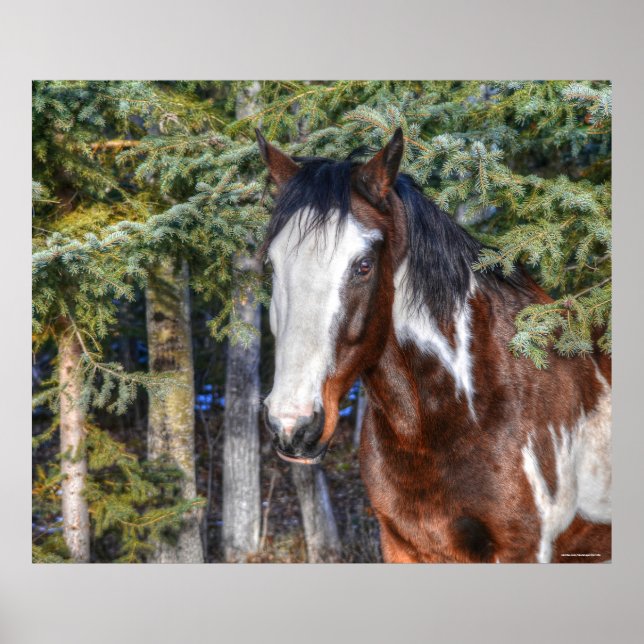 Poster Pinto Peinture Stallion & Arbres À feuillage persi (Devant)