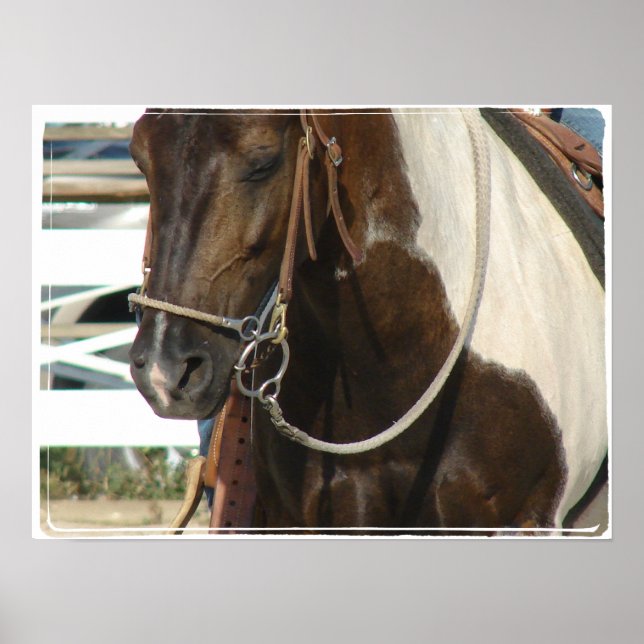 Poster Pinto Pony occidental (Devant)