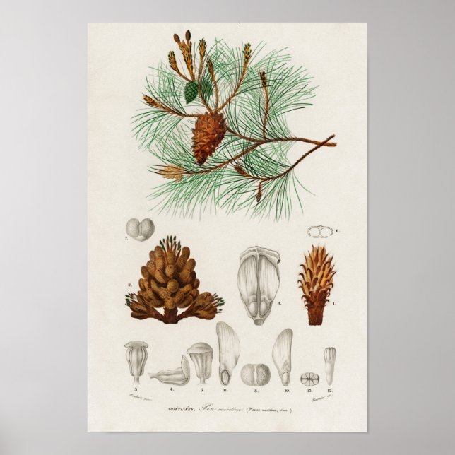 Poster Pinus maritima (Devant)