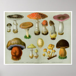 Poster Piosonous Fungi - Mushrooms and Toadstools