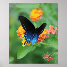 Pipevine/Bleu Swallowtail Papillon sur une Fleur