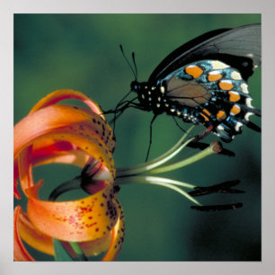 Poster Pipevine Swallowtail