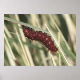 Poster Pipevine Swallowtail Butterfly Caterpillar