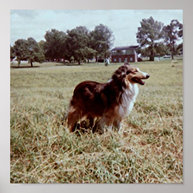 Poster Pippin (Devant)