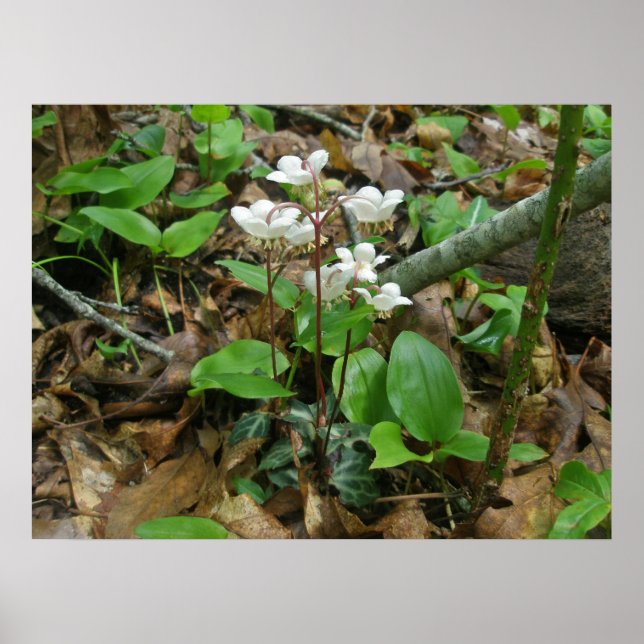 Poster Pipsissewa (Wintegreen) (Devant)