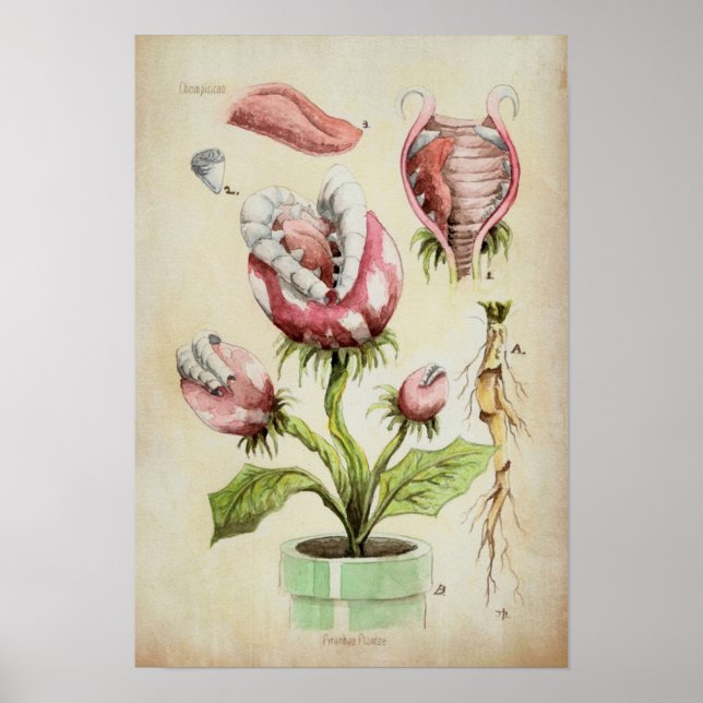 Poster Piranha Plant Illustration botanicale (Devant)