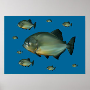 Poster Piranhas