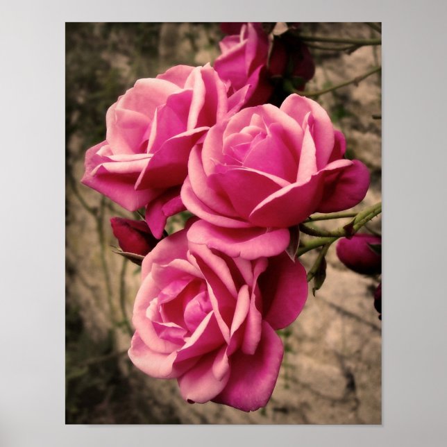 Poster Pirouette rose Roses (Devant)