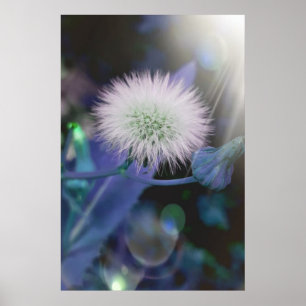 Poster Pissenlits au soleil , édition bleue