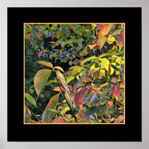 Poster Pistache chinoise dans l'automne