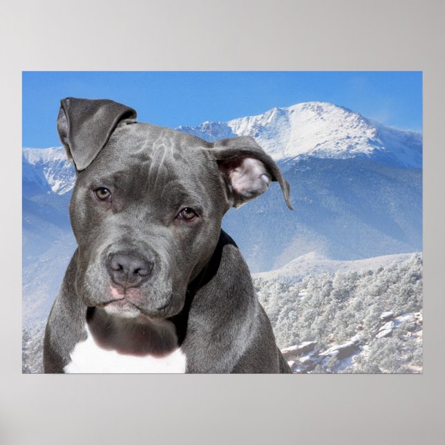 Poster Pit Bull (Devant)