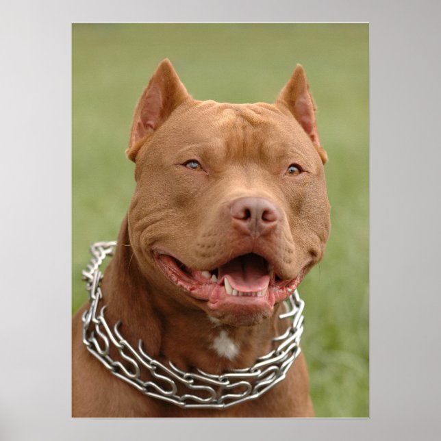 Poster Pitbull (Devant)