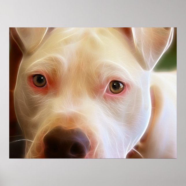 Poster Pitbull Chien Chien Chien Yeux Art Photographie (Devant)