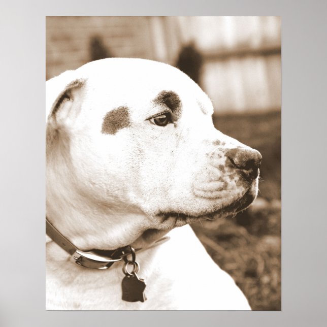 Poster pitbull dog sépia acte de haine ne se reproduire (Devant)