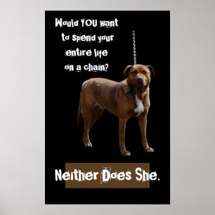Poster Pitbull Dog sur une chaîne